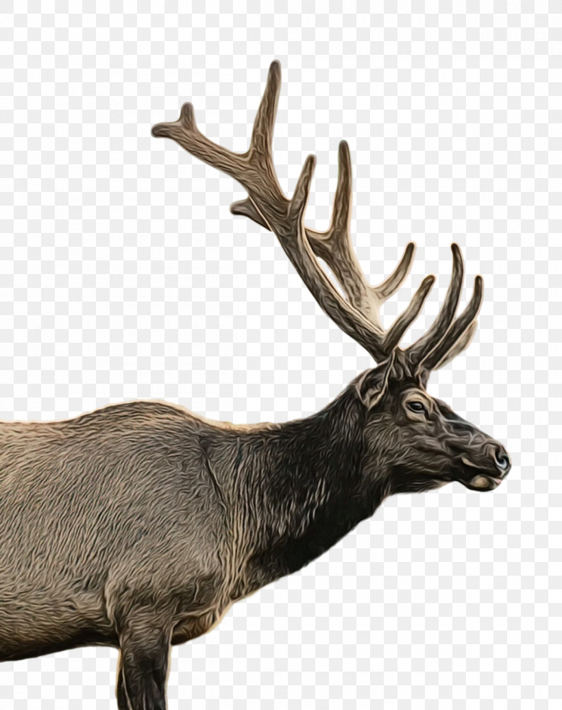Reindeer, PNG, 1200x1517px, Watercolor, Antler, Black, Deer, Elk Download Free