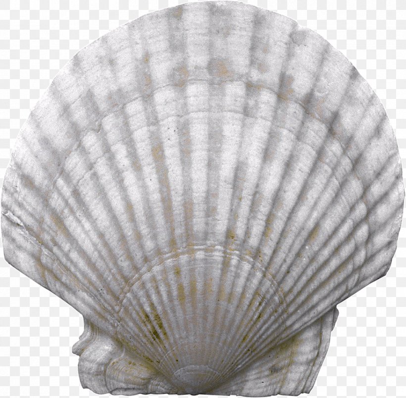 Seashell, PNG, 1019x1000px, Arunachal University Of Studies, Clam, Clams Oysters Mussels And Scallops, Cockle, Conchology Download Free