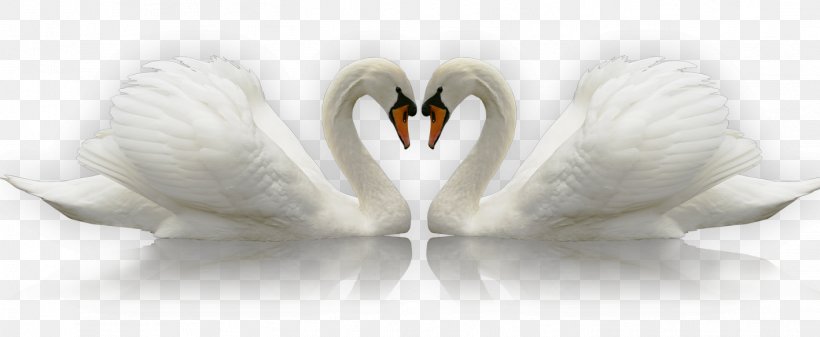 Swan Icon, PNG, 1417x583px, Watercolor, Cartoon, Flower, Frame, Heart Download Free