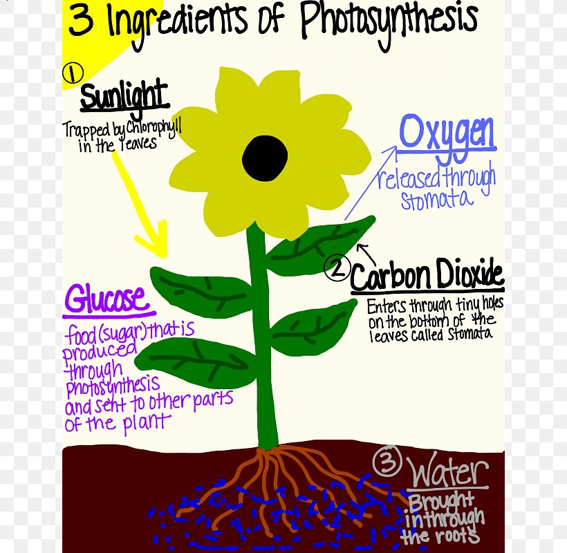 Photosynthesis Plant Fourth Grade Biology Fifth Grade, PNG, 800x800px, Photosynthesis, Biology, Bitesize, Book Report, Brand Download Free