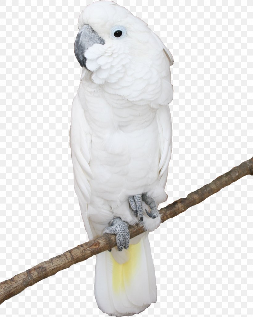 Bird Cockatoo Parakeet Blue-and-yellow Macaw, PNG, 957x1200px, Bird, Beak, Blueandyellow Macaw, Cockatoo, Common Pet Parakeet Download Free