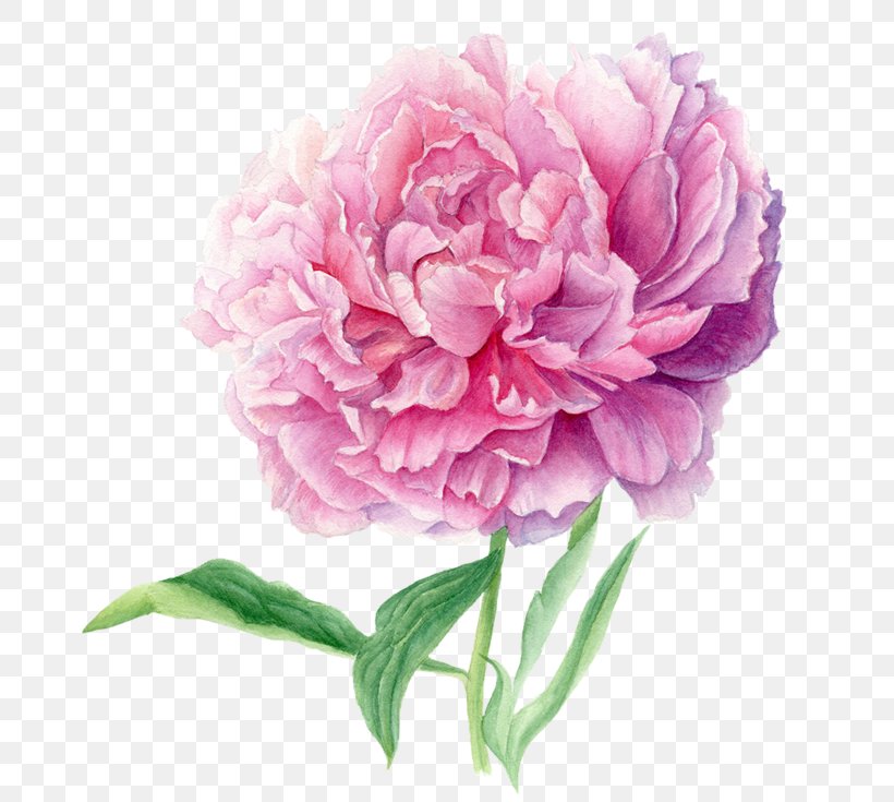 Illustrator Drawing Cabbage Rose, PNG, 700x735px, Illustrator, Cabbage Rose, Carnation, Cut Flowers, Drawing Download Free