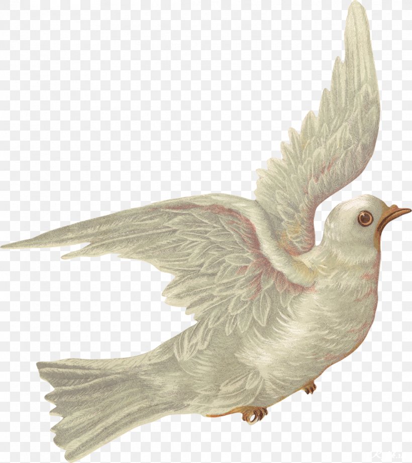 Rock Dove Bird Columbidae, PNG, 1067x1200px, Rock Dove, Beak, Bird, Columbidae, Designer Download Free