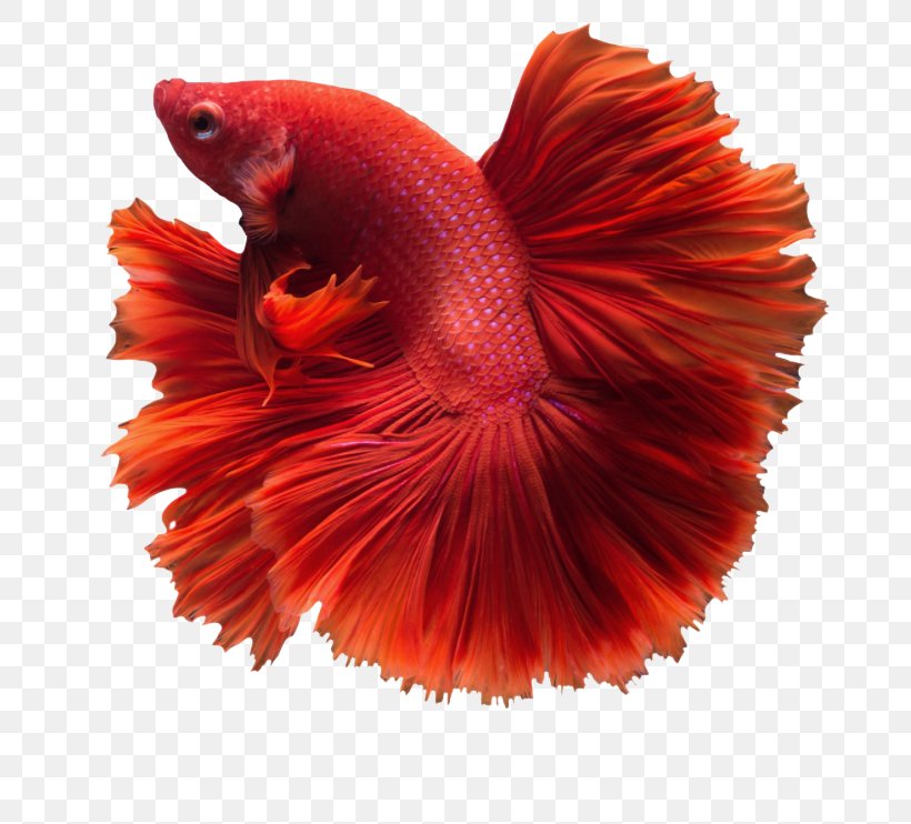 Siamese Fighting Fish Siamese Cat Veiltail Butterfly Koi, PNG, 752x742px, Siamese Fighting Fish, Betta, Breed, Butterfly Koi, Cat Download Free
