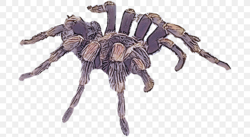 Tarantulas Wolf Spider Insects Spider Wolf, PNG, 701x451px, Tarantulas, Arachnid, Biology, Insects, Membrane Download Free