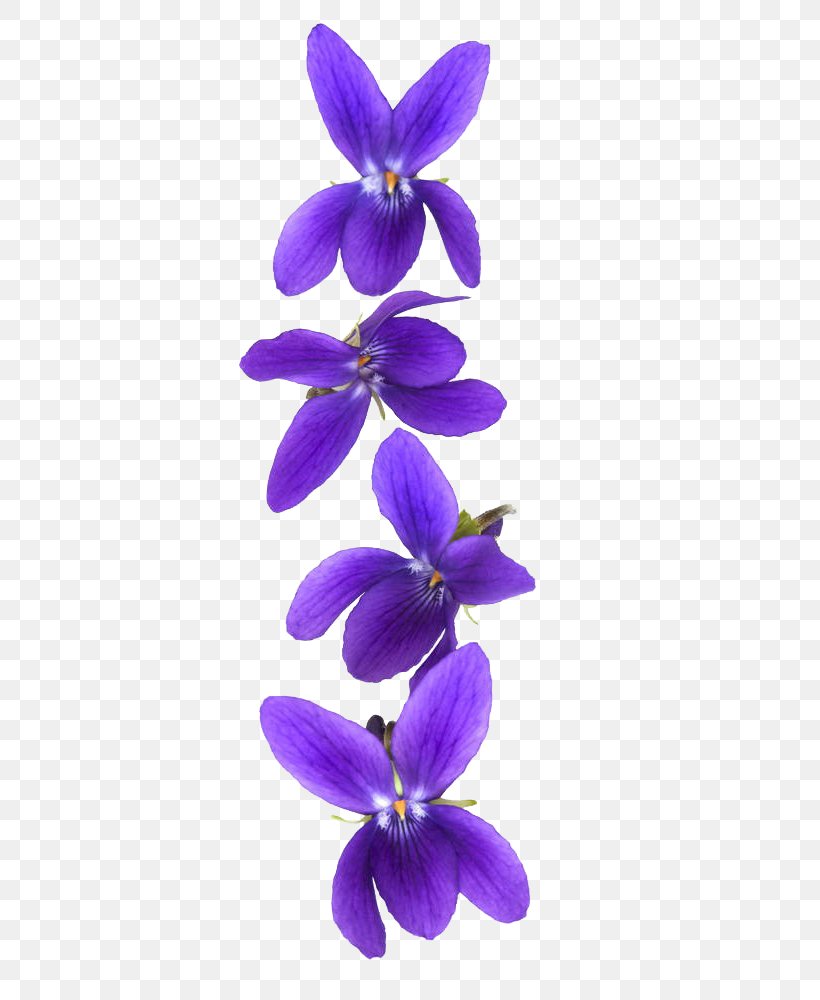 Customer Violet Stock Photography, PNG, 666x1000px, Light, Blue, Flower, Flowering Plant, Flowerpot Download Free