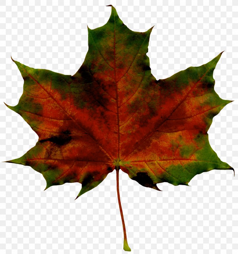 Maple Leaf Autumn Clip Art, PNG, 1750x1870px, Leaf, Autumn, Autumn Leaf Color, Burknar, Equinox Download Free