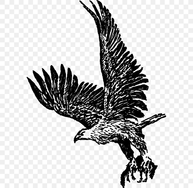 Bald Eagle Hawk Buzzard Vulture, PNG, 593x800px, Bald Eagle, Accipitriformes, Beak, Bird, Bird Of Prey Download Free