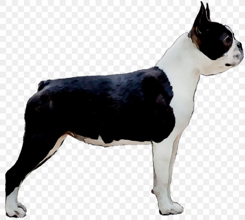 Boston Terrier Toy Bulldog Dog Breed Companion Dog English White Terrier, PNG, 1121x1008px, Boston Terrier, American Staffordshire Terrier, Ancient Dog Breeds, Breed, Bull And Terrier Download Free