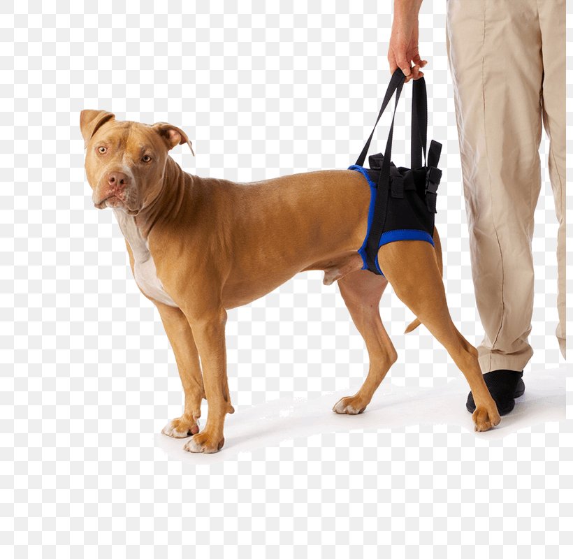 Dog Breed Cat Dog Harness Pet, PNG, 800x800px, Dog Breed, Assistance Dog, Carnivoran, Cat, Disability Download Free