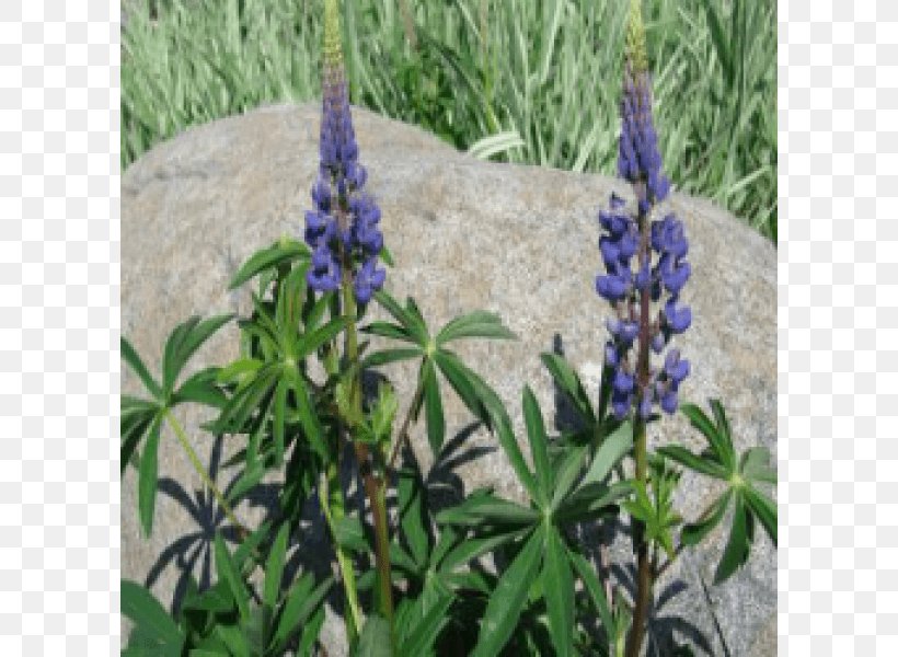 English Lavender Bluebonnet French Lavender Tarwi Wild Lupine, PNG, 800x600px, English Lavender, Bluebonnet, Common Sage, Delphinium, Flora Download Free