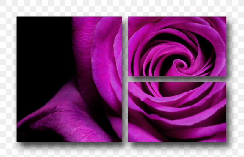 Purple Flower Violet Rose Stock Photography, PNG, 1276x822px, Purple, Blue, Close Up, Color, Flora Download Free