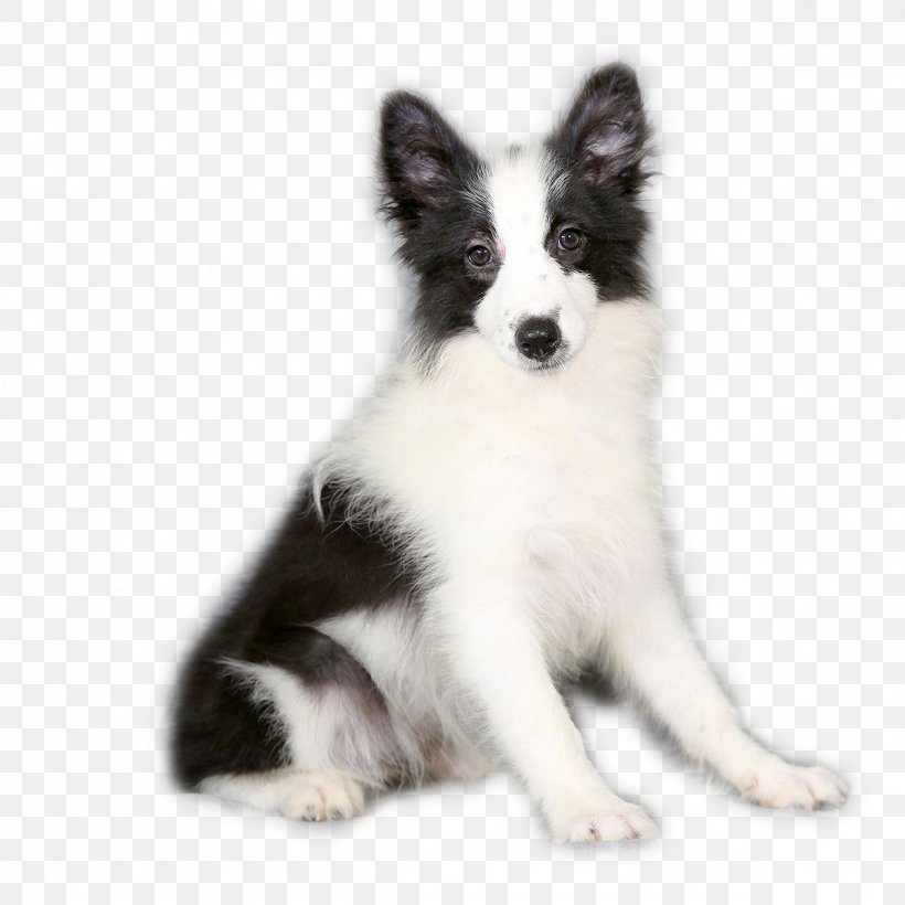 Border Collie German Shepherd Samoyed Dog Border Terrier Puppy, PNG, 1200x1200px, Border Collie, Aging In Dogs, Animal, Border Terrier, Breed Download Free