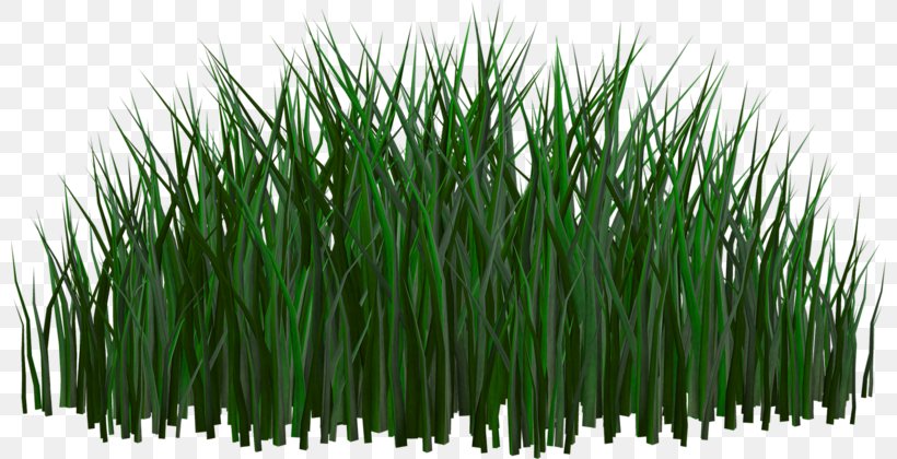 Clip Art, PNG, 800x420px, Plant, Artworks, Commodity, Diagram, Grass Download Free