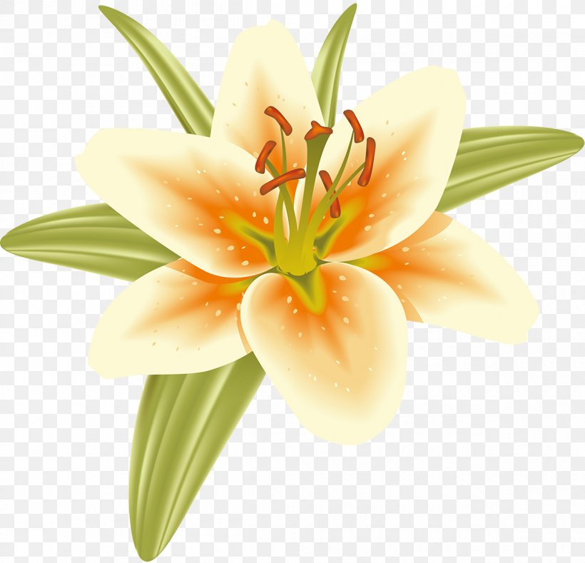 Cut Flowers Pedagogy Petal Orange S.A. Daylily, PNG, 1200x1155px, Cut Flowers, Daylily, Flower, Flowering Plant, Lily Download Free