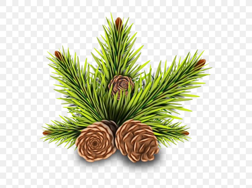 Pine Conifer Cone Holiday Christmas Day Conifers, PNG, 640x610px, Pine, American Larch, Branch, Christmas And Holiday Season, Christmas Day Download Free