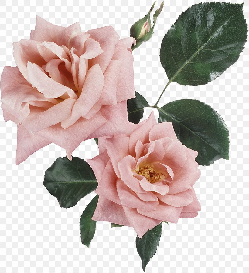 Flower Memorial Rose Clip Art, PNG, 1092x1200px, Flower, Blume, China Rose, Cut Flowers, Floral Design Download Free