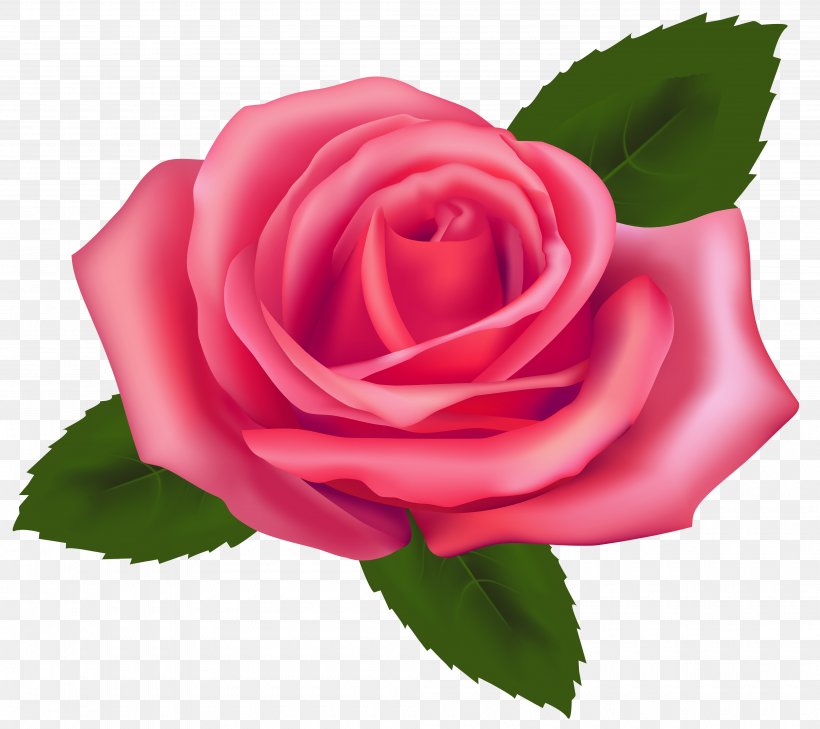 Rose Pink Free Clip Art, PNG, 4000x3558px, Rose, Black Rose, China Rose, Close Up, Cut Flowers Download Free