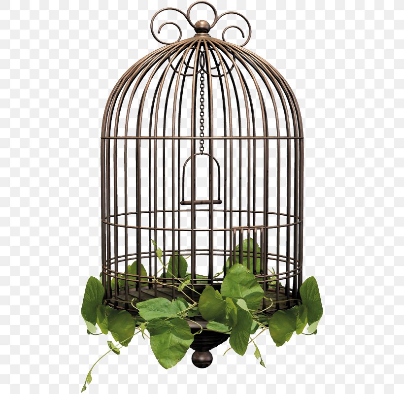 Birdcage Birdcage Metal Clip Art, PNG, 496x800px, Cage, Bird, Birdcage, Cell, Drawing Download Free
