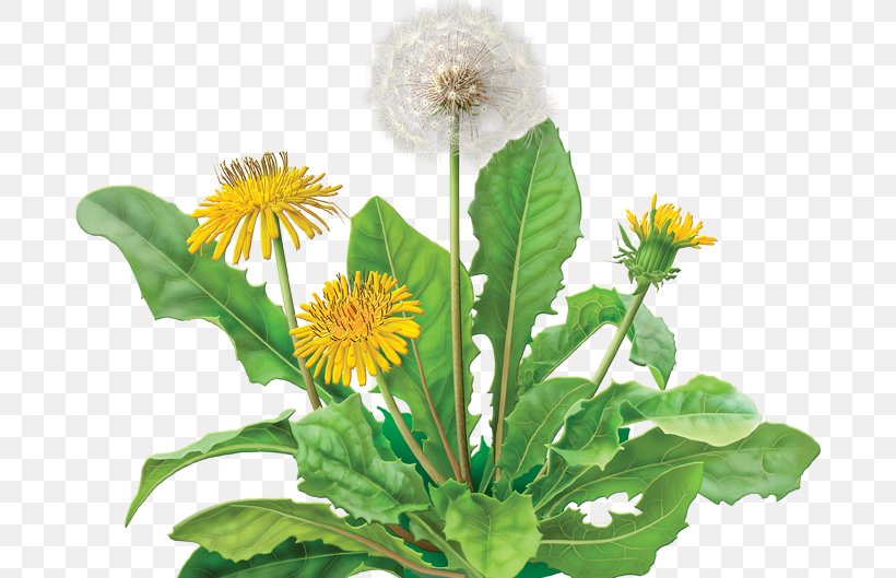 Dandelion Coffee Green Tea Organic Food Coffee Substitute, PNG, 682x529px, Dandelion Coffee, Annual Plant, Aster, Caffeine, Coffee Substitute Download Free