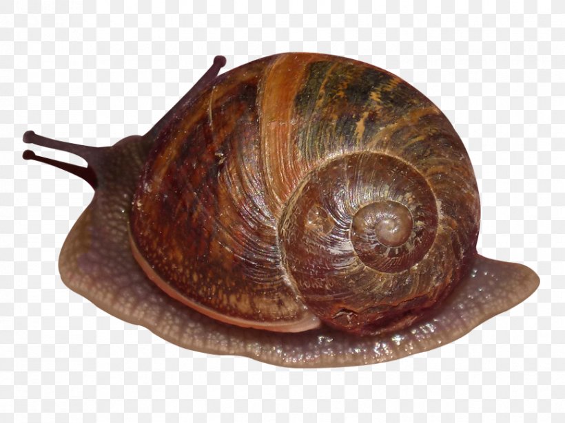 Pond Snails Gastropod Shell Sea Snail Lymnaea Stagnalis, PNG, 866x650px, Pond Snails, Burgundy Snail, Common Periwinkle, Escargot, Gastropod Shell Download Free
