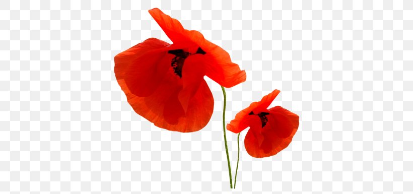 Poppy Clip Art, PNG, 400x385px, Poppy, Blog, Coquelicot, Depositfiles, Digital Image Download Free