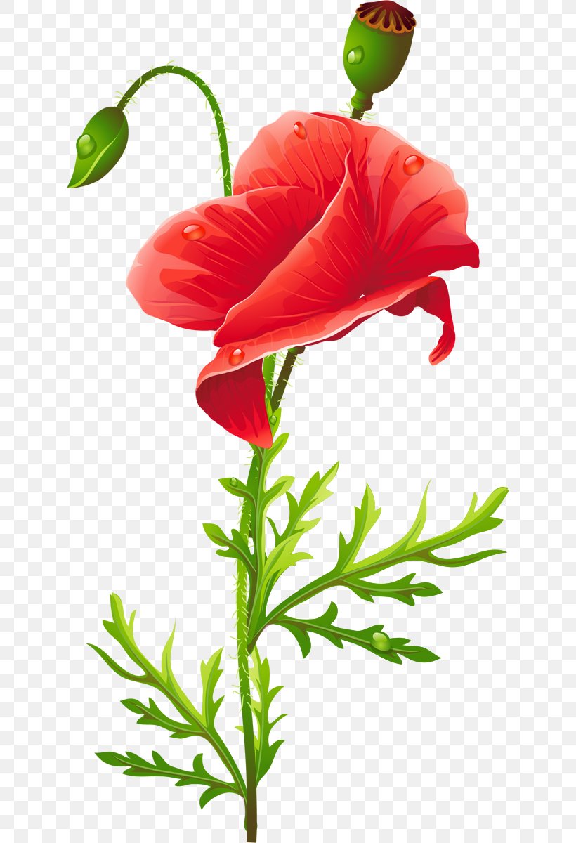 Cut Flowers Common Poppy, PNG, 630x1200px, Flower, Botany, Common Poppy, Coquelicot, Corn Poppy Download Free