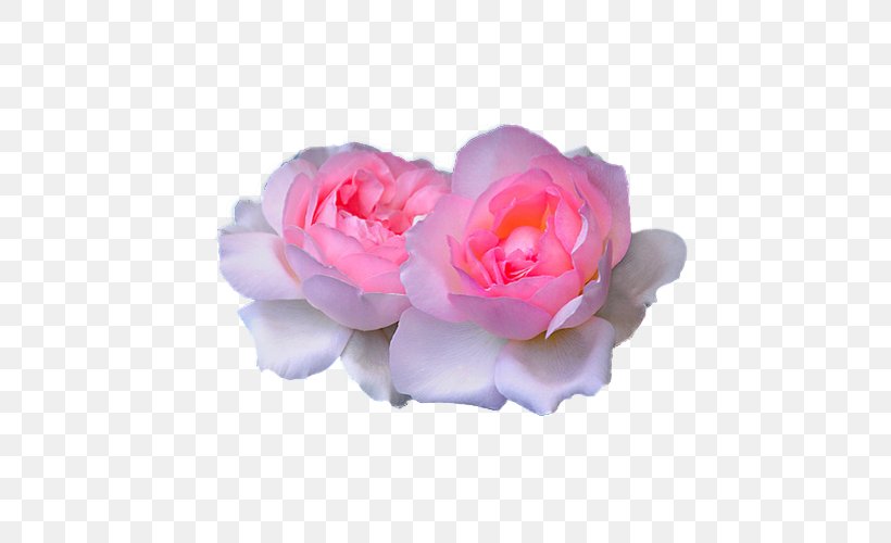 Garden Roses Pink Wedding Cabbage Rose Flower, PNG, 500x500px, Garden Roses, Bride, Cabbage Rose, Camellia, Cut Flowers Download Free