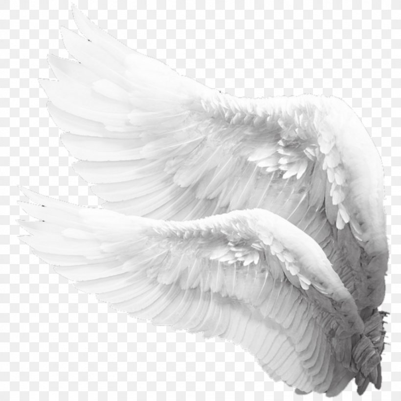 Image Photography Angel, PNG, 1024x1024px, Photography, Angel, Beak, Bird, Black And White Download Free