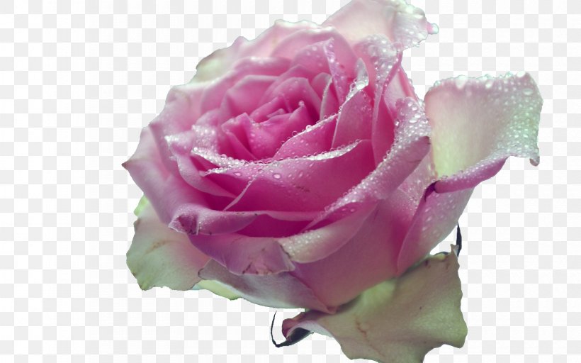 Garden Roses Pink Desktop Wallpaper Desktop Metaphor Flower, PNG, 1680x1050px, Garden Roses, Cabbage Rose, Computer, Cut Flowers, Desktop Metaphor Download Free