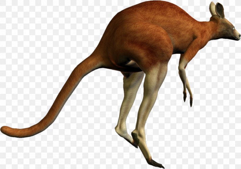 Kangaroo PhotoScape, PNG, 1385x973px, Macropodidae, Fauna, Gimp, Image Resolution, Kangaroo Download Free
