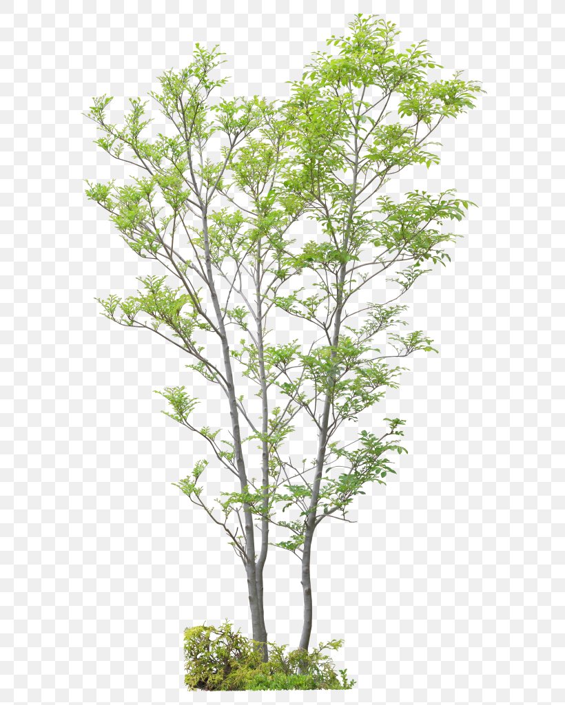 Twig Tree Shrub Advertising, PNG, 618x1024px, 2016, Twig, Advertising, Branch, Evergreen Download Free
