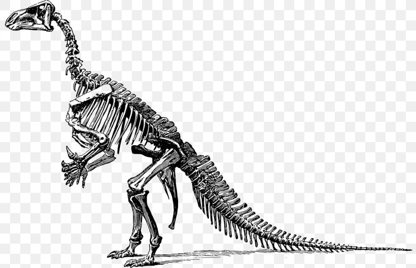 Dinosaur Bones Apatosaurus Stegosaurus Tyrannosaurus, PNG, 1280x825px, Dinosaur Bones, Apatosaurus, Black And White, Bone, Dinosaur Download Free