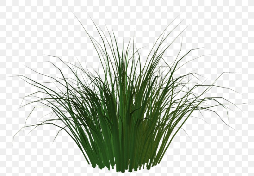 Artificial Turf Carpet Plant AstroTurf, PNG, 800x569px, Art, Aquarium Decor, Artificial Turf, Astroturf, Branch Download Free