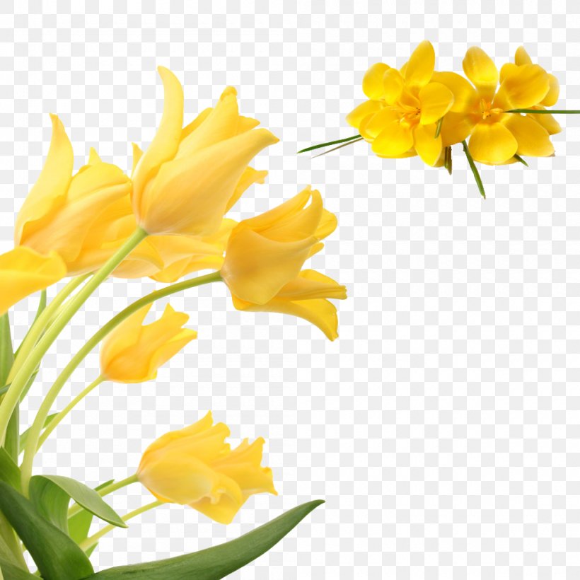 Flower Yellow Petal, PNG, 1000x1000px, Flower, Chart, Cut Flowers, Designer, Floral Design Download Free