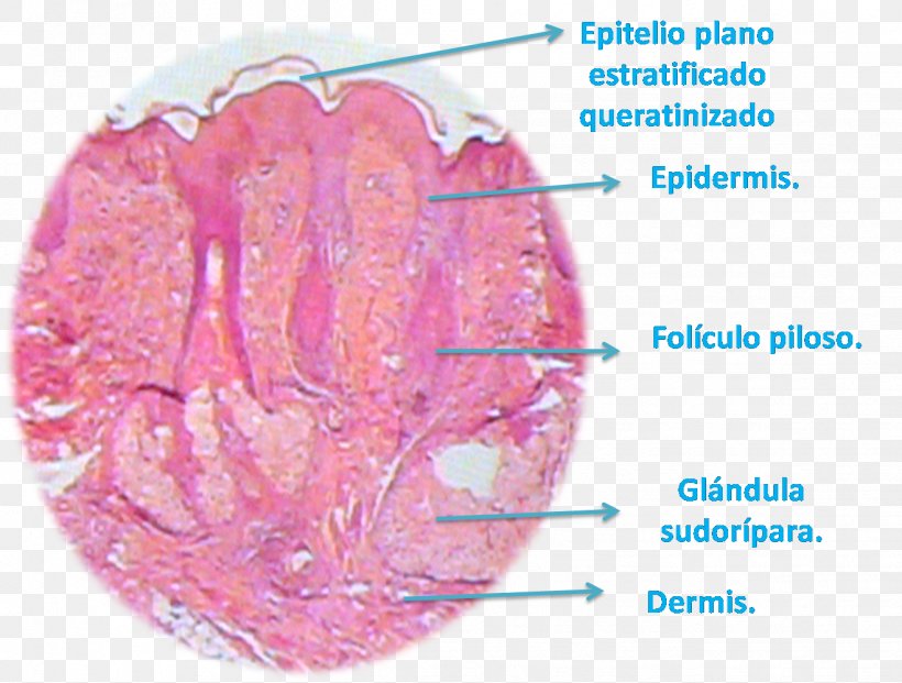 Histology Reticular Dermis Lip Papillary Dermis, PNG, 1318x999px, Watercolor, Cartoon, Flower, Frame, Heart Download Free