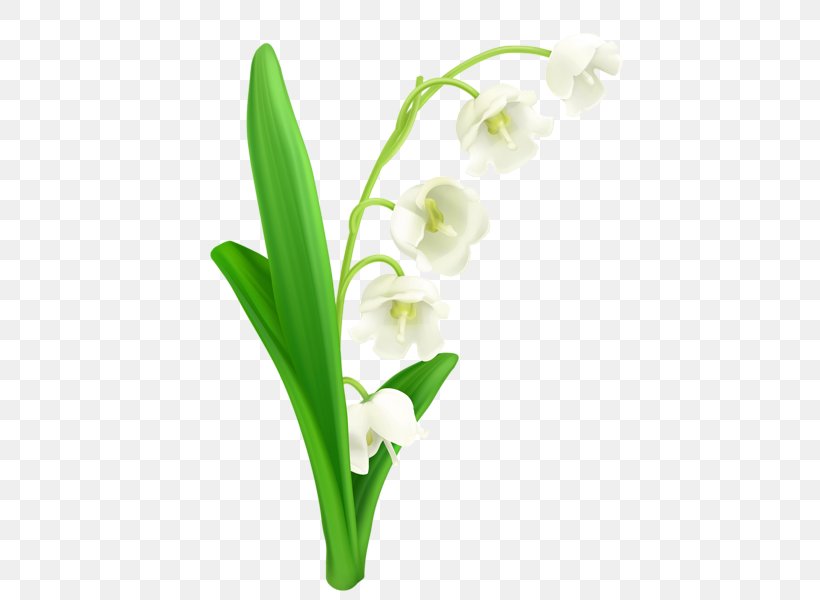 Lily Of The Valley Lilium Clip Art, PNG, 477x600px, Lily Of The Valley, Botanical Illustration, Botany, Convallaria, Cut Flowers Download Free