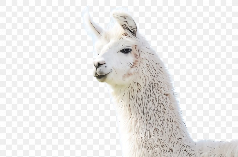 Llama, PNG, 2456x1628px, Watercolor, Alpaca, Camelid, Guanaco, Livestock Download Free