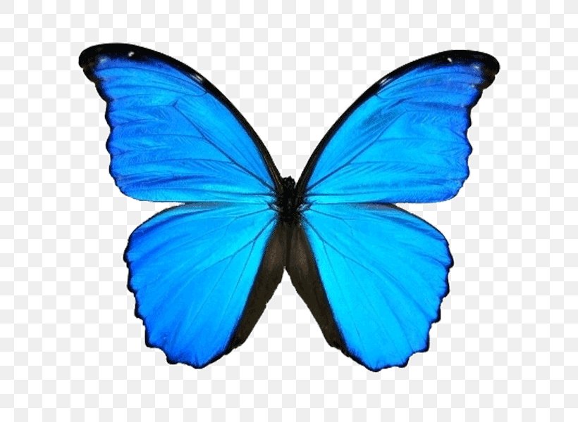 Butterfly Menelaus Blue Morpho Morpho Didius Clip Art, PNG, 600x600px, Butterfly, Animal, Arthropod, Azure, Blue Download Free