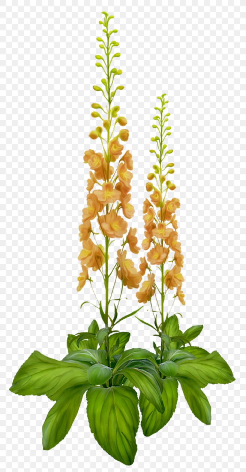 Cut Flowers Plant Stem Leaf Plants, PNG, 800x1572px, Cut Flowers, Aquarium Decor, Flower, Houseplant, Leaf Download Free
