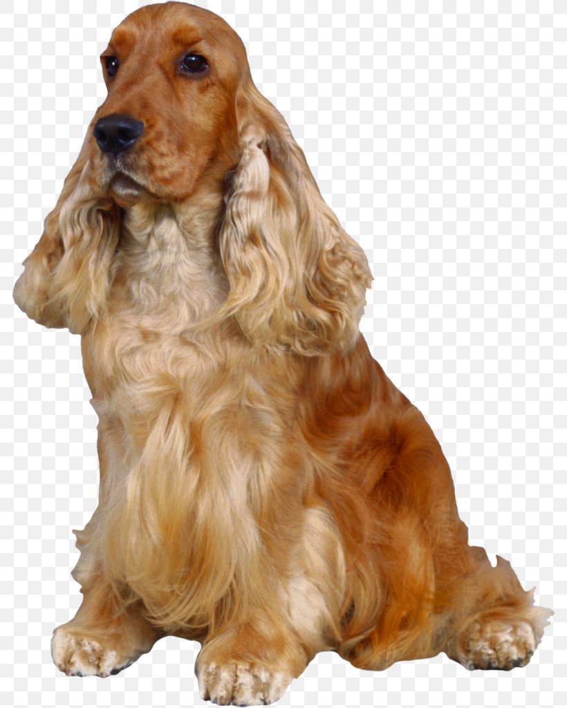 English Cocker Spaniel American Cocker Spaniel English Springer Spaniel Bichon Frise, PNG, 786x1024px, English Cocker Spaniel, American Cocker Spaniel, Bichon Frise, Breed, Carnivoran Download Free