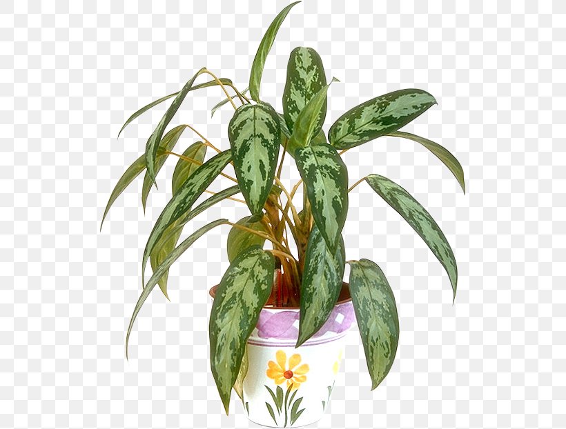 Flowerpot Houseplant Plant Stem, PNG, 531x622px, Flowerpot, Cactaceae, Floristry, Flower, Houseplant Download Free