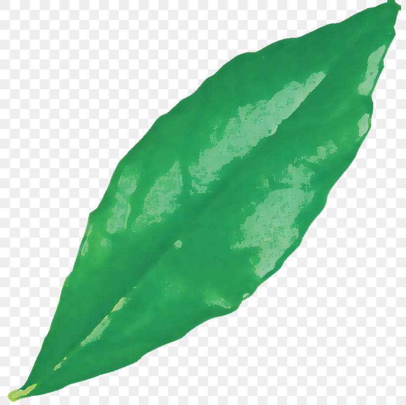 Leaf Green Science Biology Plant Structure, PNG, 800x818px, Leaf, Biology, Green, Plant Structure, Plants Download Free