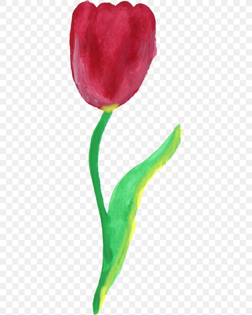 Tulip Petal Clip Art, PNG, 367x1024px, Tulip, Bud, Flower, Flowering Plant, Magenta Download Free