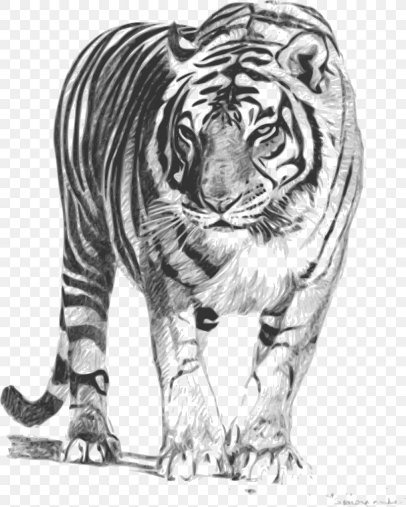 Bengal Tiger Sumatran Tiger Drawing Clip Art, PNG, 1025x1280px, Bengal Tiger, Big Cats, Black And White, Carnivoran, Cat Like Mammal Download Free