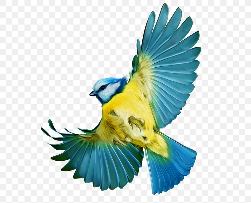 Bird Macaw Parakeet Clip Art, PNG, 600x662px, Bird, Animal, Beak, Blue, Bluebird Download Free