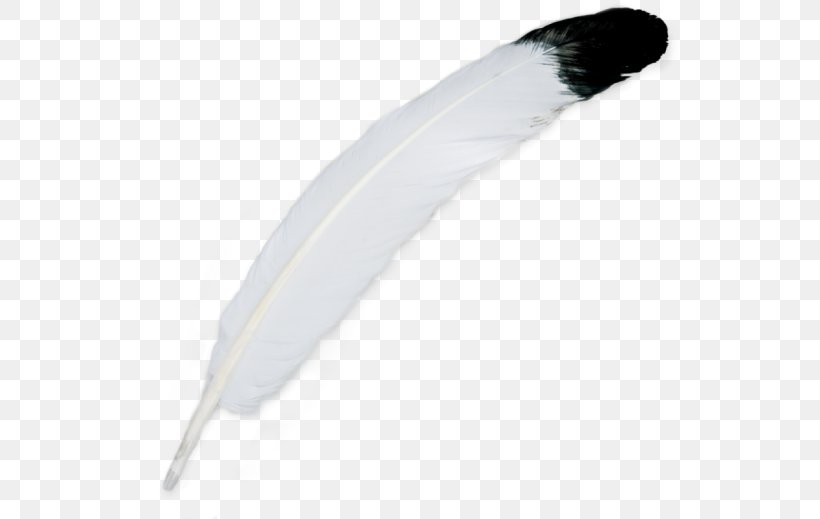 Feather Bird Federschmuck Plumes D'autruche White, PNG, 560x519px, Feather, Bathroom, Bedroom, Bird, Feathered Dinosaur Download Free