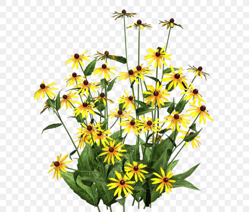 Black-eyed Susan Flower Clip Art Garden, PNG, 656x700px, Blackeyed Susan, Aster, Black, Chamomile, Common Daisy Download Free