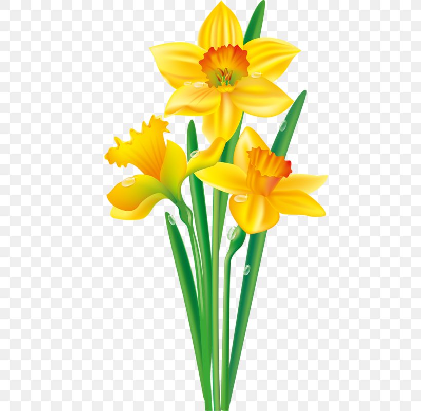 Daffodil Flower I Wandered Lonely As A Cloud Tulip Clip Art, PNG, 458x800px, Daffodil, Amaryllidaceae, Amaryllis Family, Art, Cut Flowers Download Free