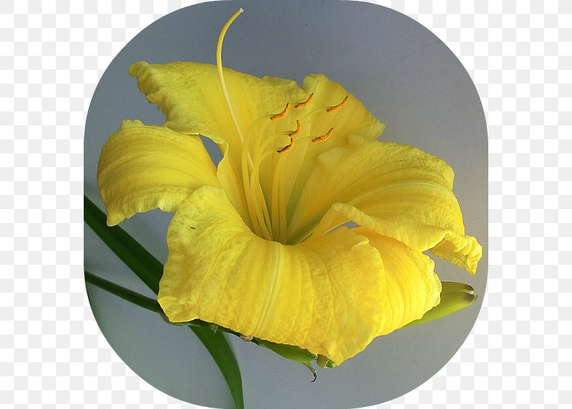 Flower Canna Petal Indian Shot Yellow, PNG, 580x587px, Flower, Canna, Canna Family, Canna Lily, Daylily Download Free